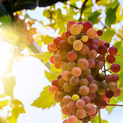90cm 'Crimson' Seedless Grape Vine | 3L Pot Soft Fruit