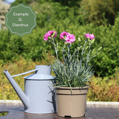 Dianthus 'Cocktail Cherry Daiquiri' Perennial Bedding