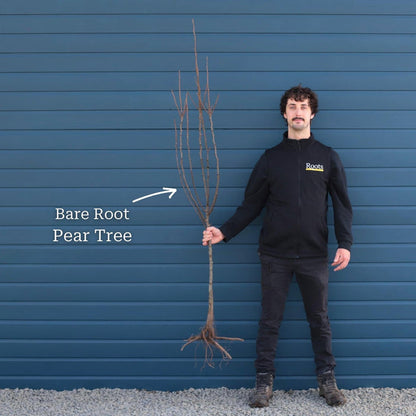 2 Year Old Bare Root Tree