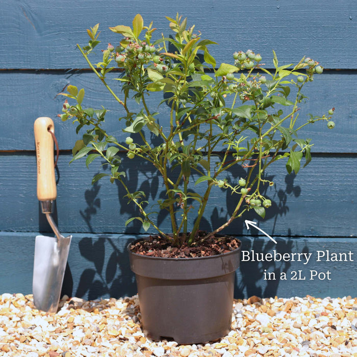 'Pink Lemonade' Blueberry Bush Soft Fruit