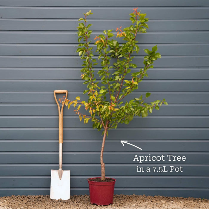 'Tomcot'® Apricot Tree Fruit Trees