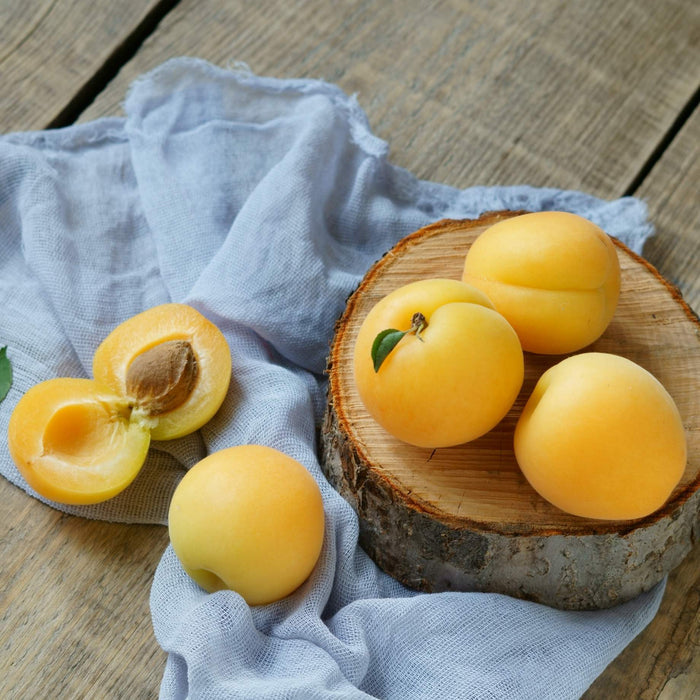 'Early Moorpark' Apricot Tree Fruit Trees