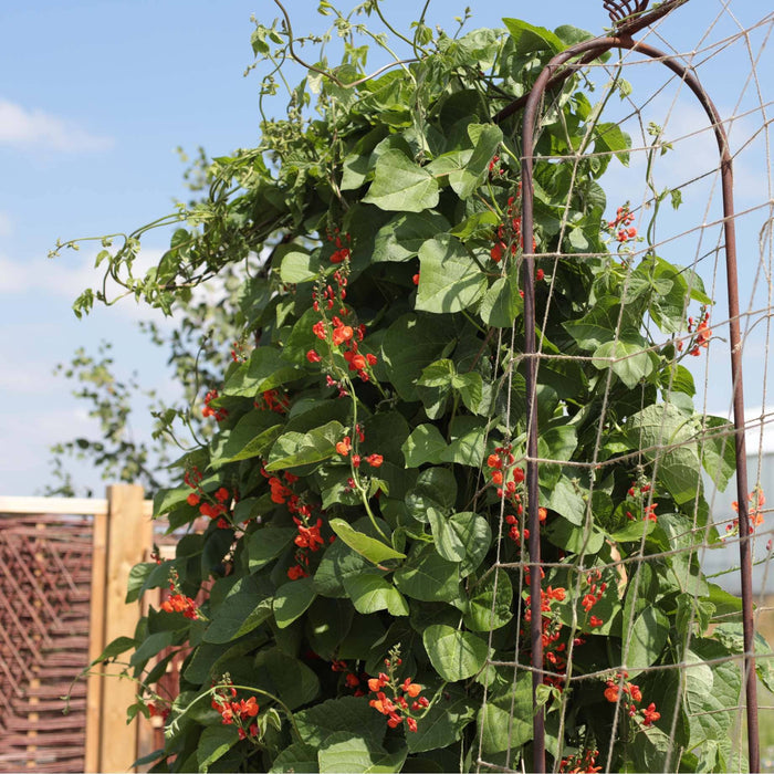 'Enorma' Runner Bean Plant Vegetables