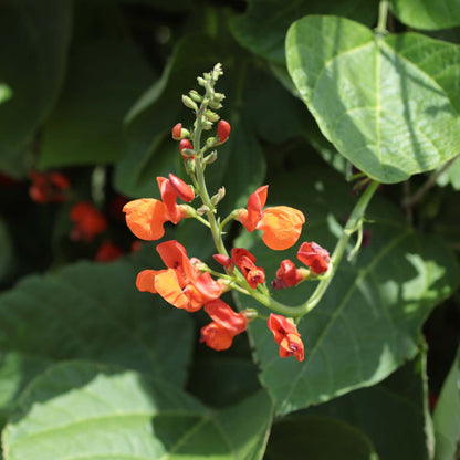 'Enorma' Runner Bean Plant Vegetables
