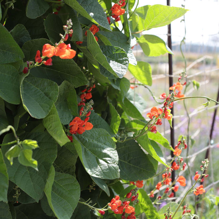 'Enorma' Runner Bean Plant Vegetables