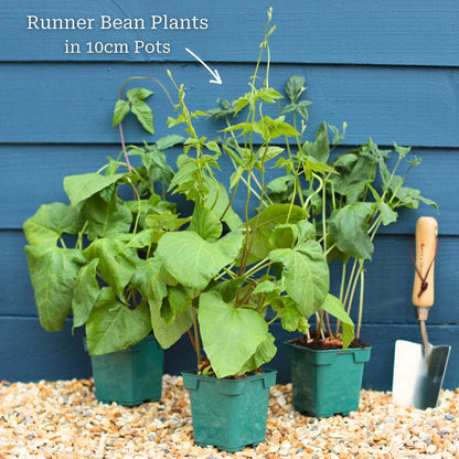 3 Garden-Ready Plants in 10cm Pots