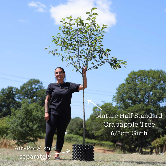 'Evereste' Crabapple Tree Ornamental Trees