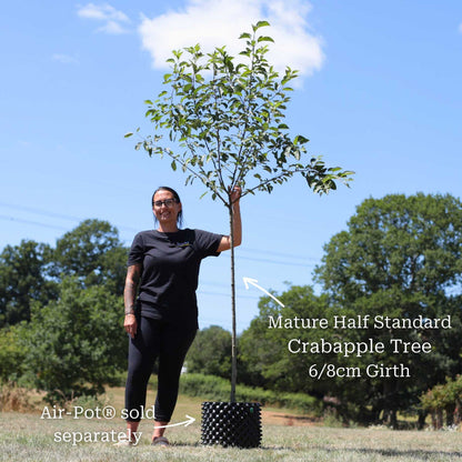 'Evereste' Crabapple Tree Ornamental Trees