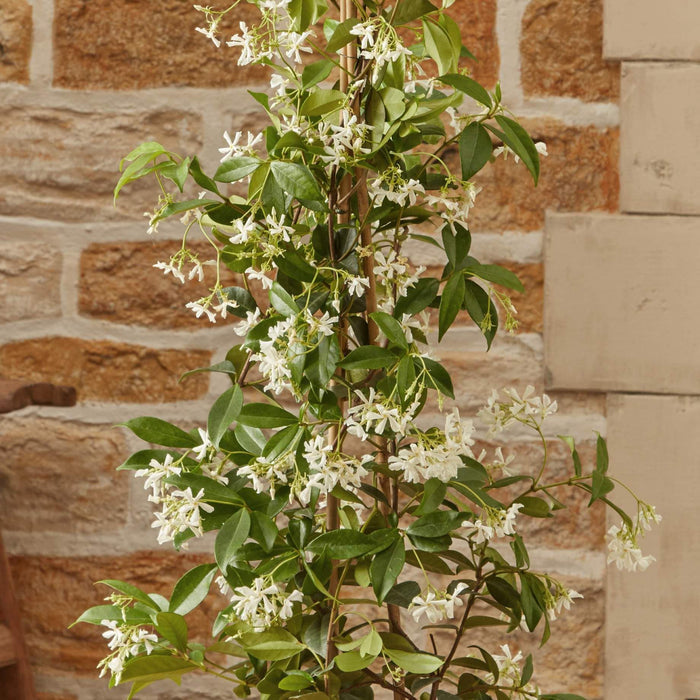 Evergreen Star Jasmine | Trachelospermum jasminoides Climbing Plants
