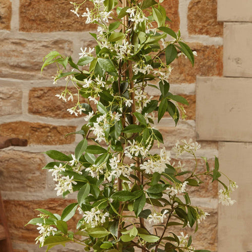 Evergreen Star Jasmine | Trachelospermum jasminoides Climbing Plants