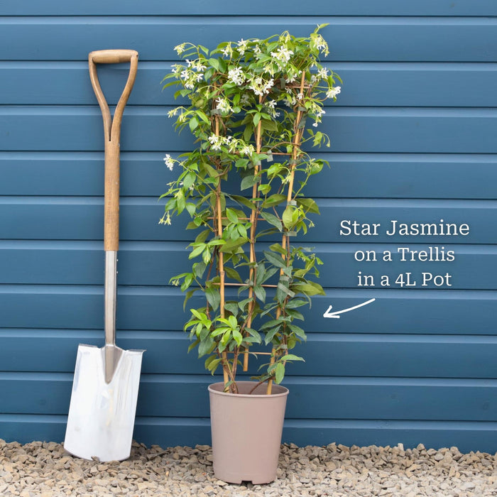 Plant in a 4L Pot with Trellis