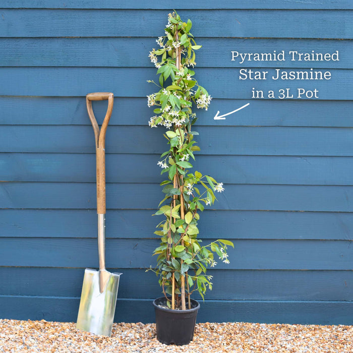 Pyramid Trained Plant in a 3L Pot
