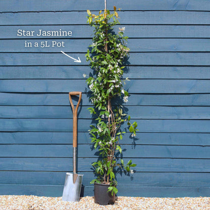 Plant in a 5L Pot