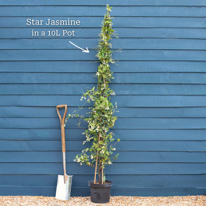 Mature Plant in a 7L Pot
