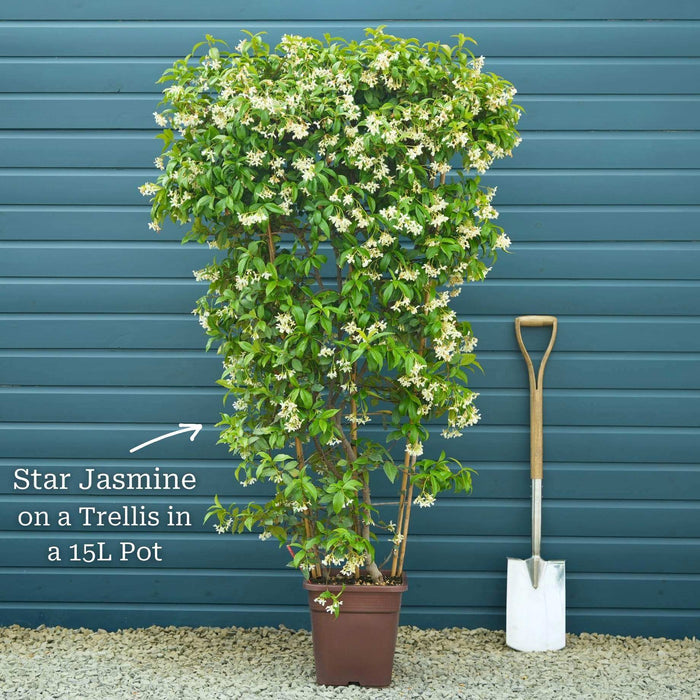 Plant on a 150cm Trellis in a 15L Pot