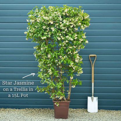 Plant on a 150cm Trellis in a 15L Pot