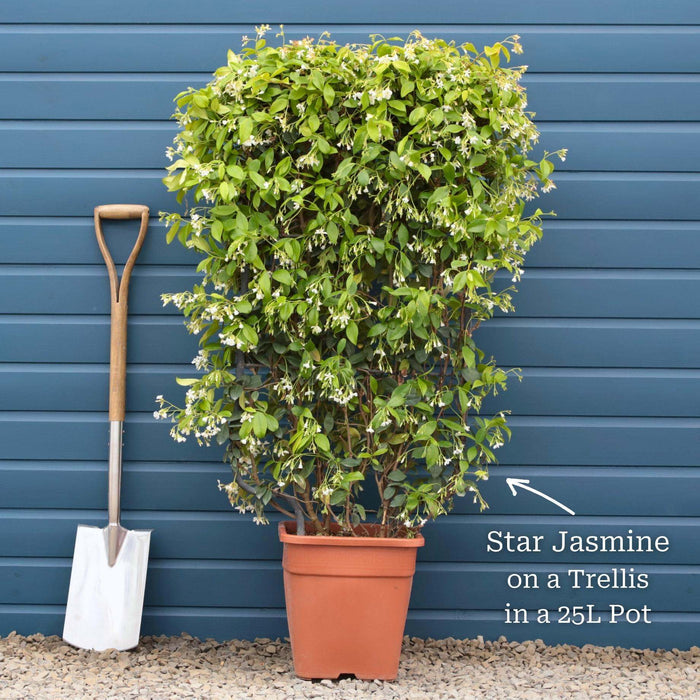Plant on a 50x90cm Trellis in a 25L Pot