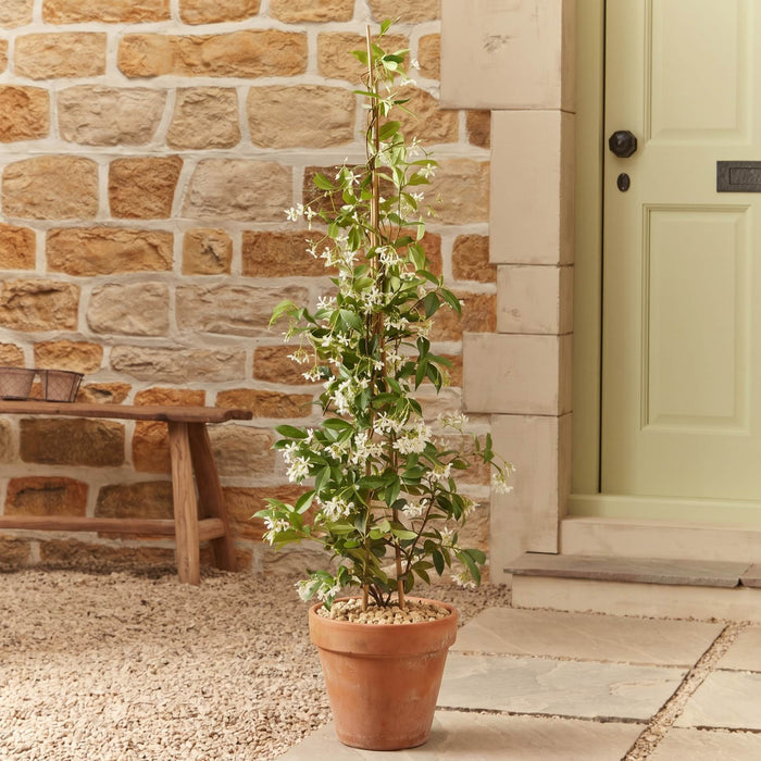 Evergreen Star Jasmine | Trachelospermum jasminoides Climbing Plants