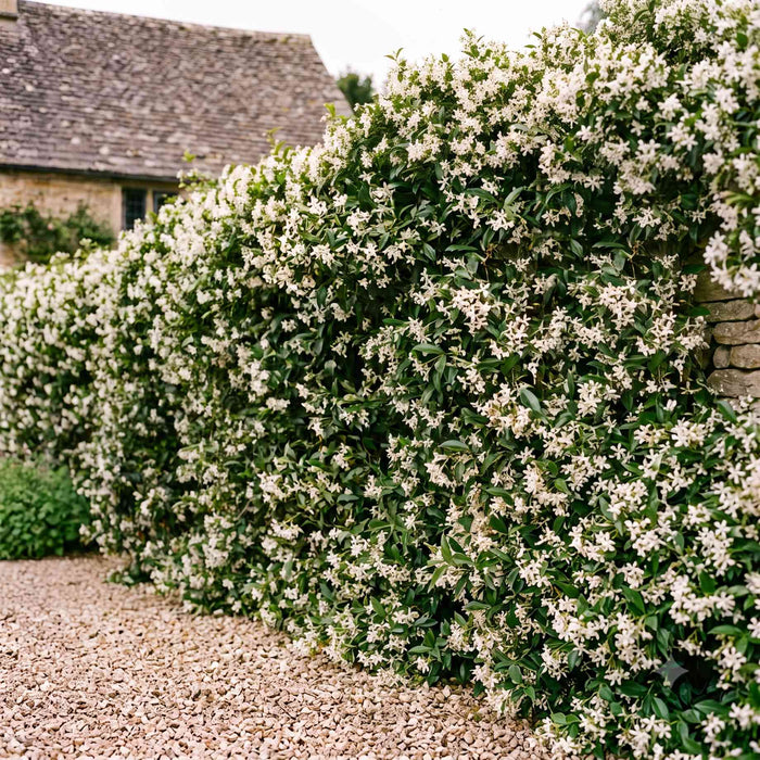 Evergreen Star Jasmine | Trachelospermum jasminoides Climbing Plants