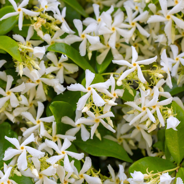 Evergreen Star Jasmine | Trachelospermum jasminoides Climbing Plants