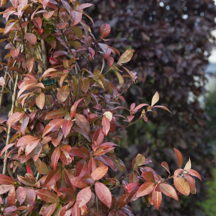 Star Jasmine | Trachelospermum jasminoides Climbing Plants