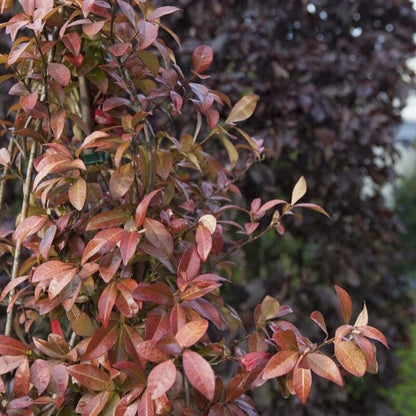 Star Jasmine | Trachelospermum jasminoides Climbing Plants