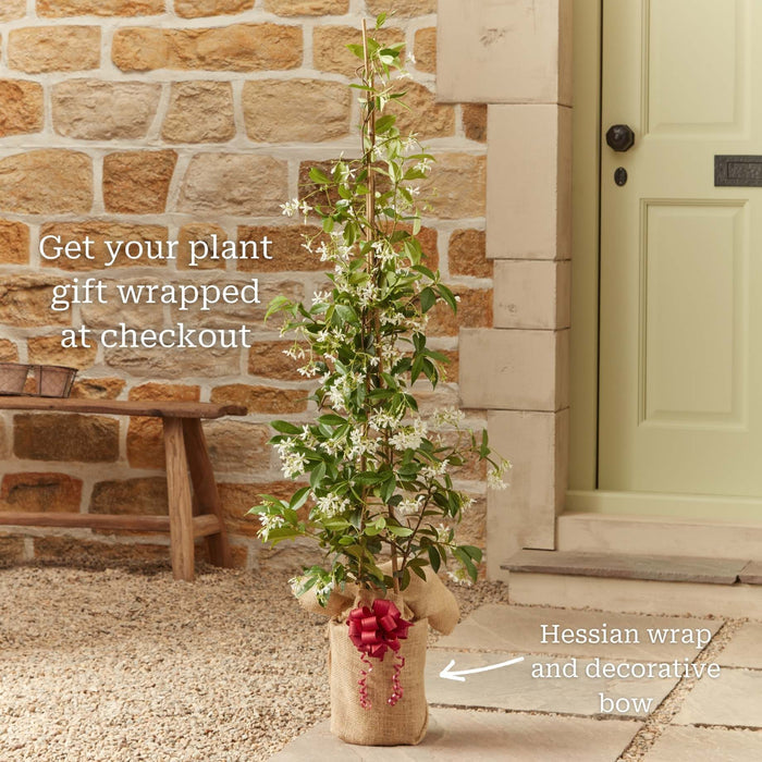 Evergreen Star Jasmine | Trachelospermum jasminoides Climbing Plants
