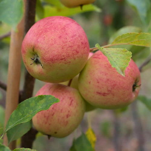 'Falstaff' Apple Tree Fruit Trees