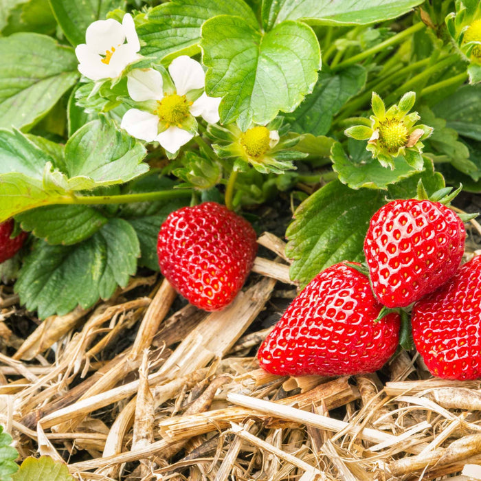 'Flamenco' Strawberry Plants Soft Fruit