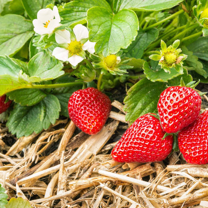 'Flamenco' Strawberry Plants Soft Fruit