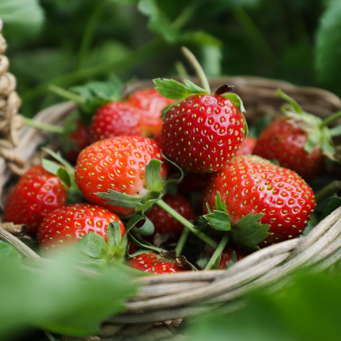 'Flamenco' Strawberry Plants Soft Fruit