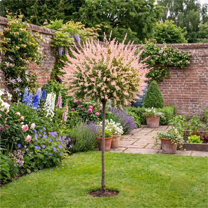 Flamingo Willow Tree | Salix integra 'Hakuro-Nishiki' Ornamental Trees