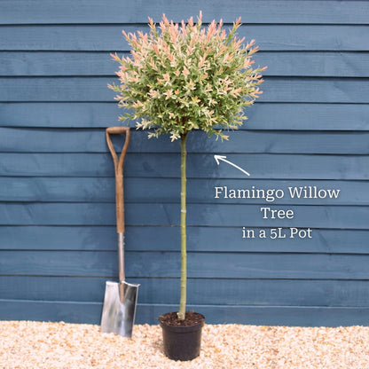 Tree with a 100cm Stem in a 5L Pot