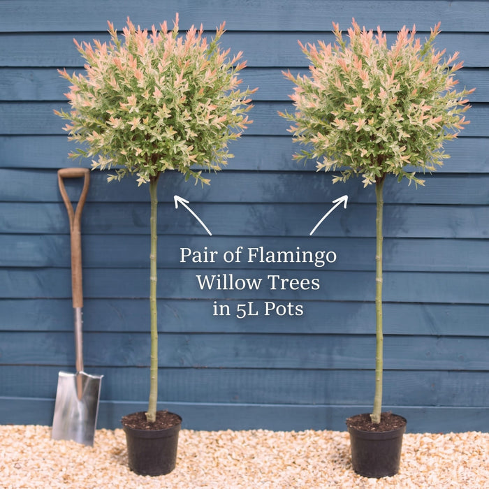 Pair of Trees with 100cm Stems in 5L Pots