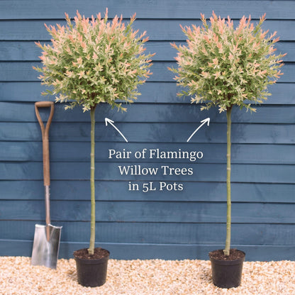Pair of Trees with 100cm Stems in 5L Pots