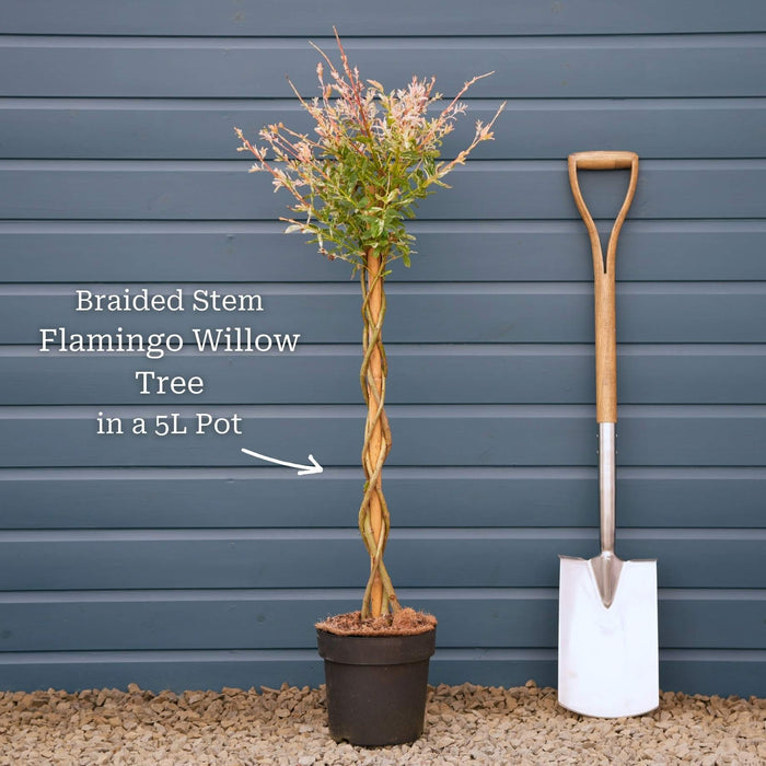Tree with a 100cm Braided Stem in a 5L Pot
