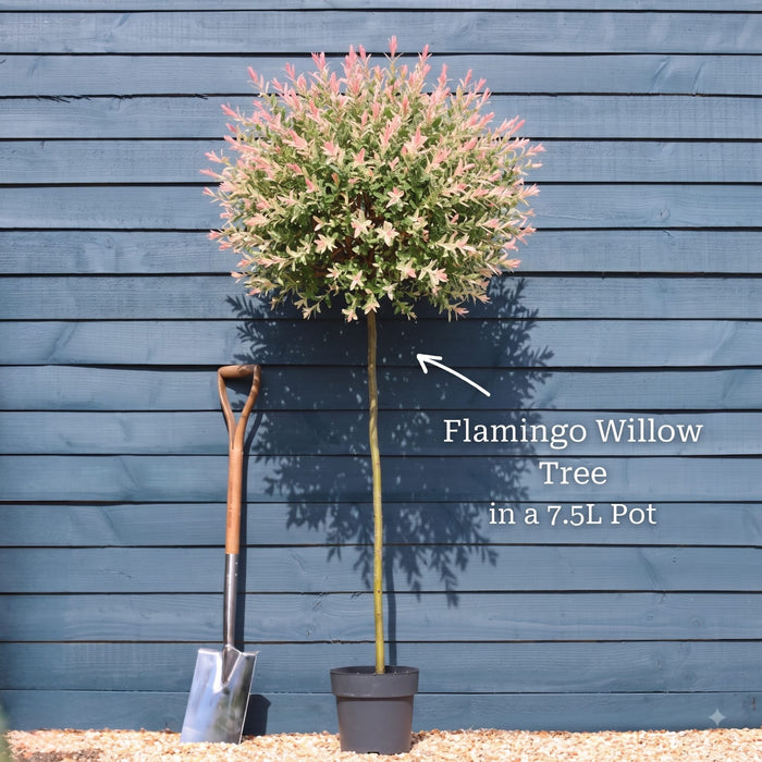 Tree with a 120cm Stem in a 7.5L Pot