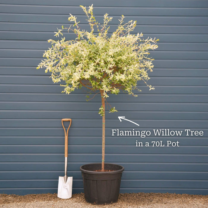 Mature Tree in a 70L Pot