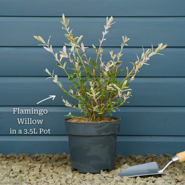 Bush in a 3L Pot