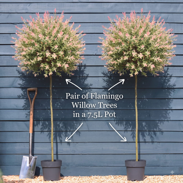 Flamingo Willow Tree | Salix integra 'Hakuro-Nishiki' Ornamental Trees