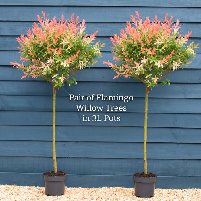 Flamingo Willow Tree | Salix integra 'Hakuro-Nishiki' Ornamental Trees