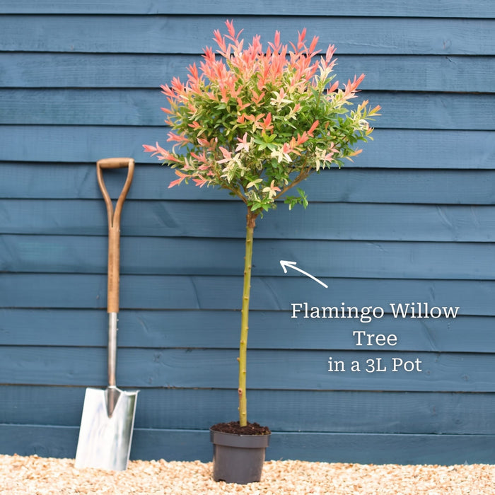 Tree with a 60cm Stem in a 3L Pot