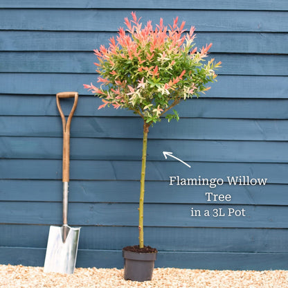 Tree with a 60cm Stem in a 3L Pot