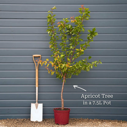 'Tomcot'® Apricot Tree Fruit Trees