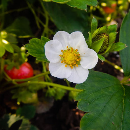 'Florence' Strawberry Plants Soft Fruit