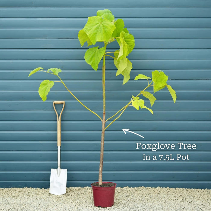 Foxglove Tree | Paulownia tomentosa Ornamental Trees
