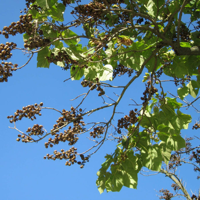 Foxglove Tree | Paulownia tomentosa Ornamental Trees