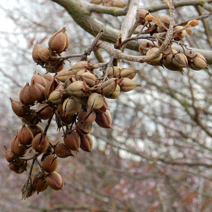 Foxglove Tree | Paulownia tomentosa Ornamental Trees