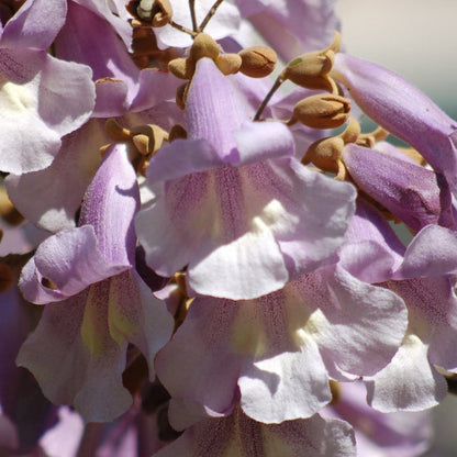 Foxglove Tree | Paulownia tomentosa Ornamental Trees