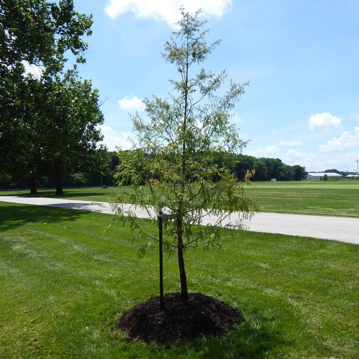 Full Tree Planting Kit -Stake, Tie, and Rootgrow Fruit Trees